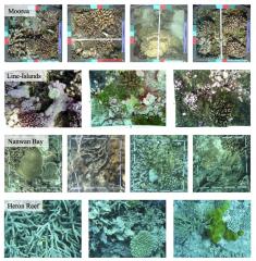 Pacific Labeled Corals