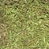 Moss sample