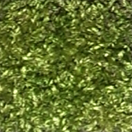 Moss sample