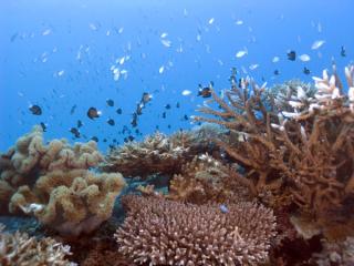 Computer Vision Methods For Coral Reef Assessment