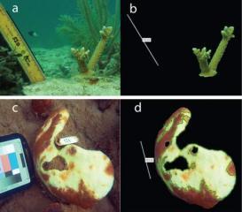 Coral Colony Segmentation And Area Measurement Tools